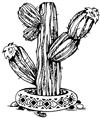 kaktus-28