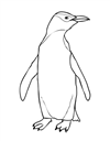 penguenler-8