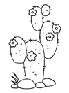 kaktus-8