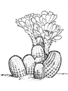 kaktus-9