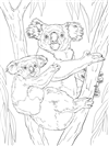 koala-9