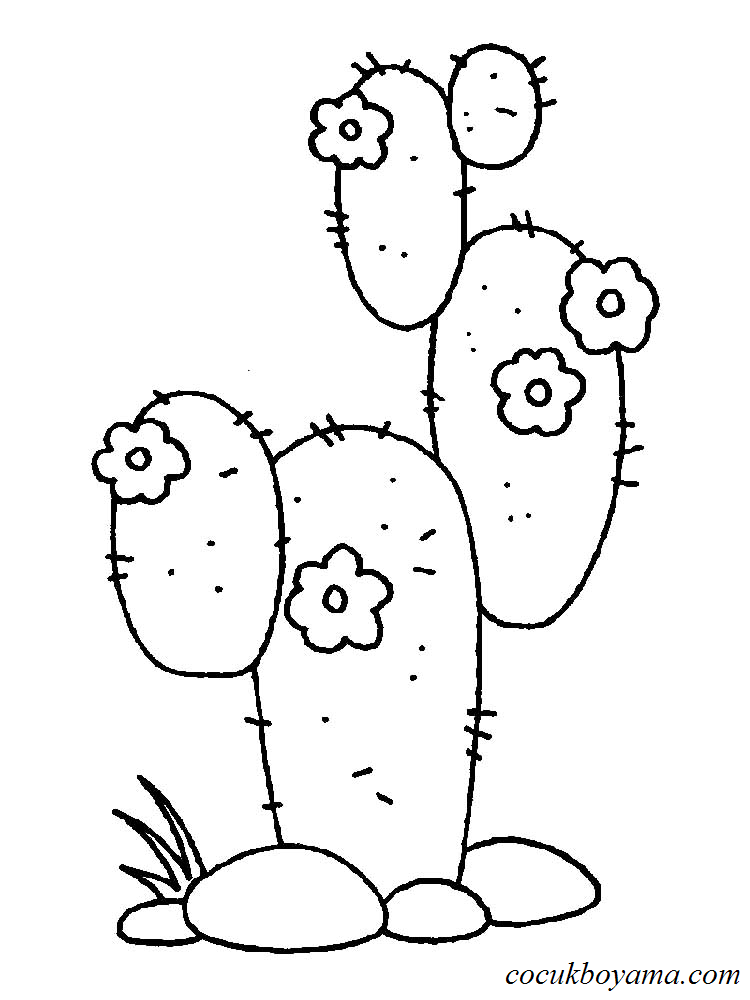 kaktus-8