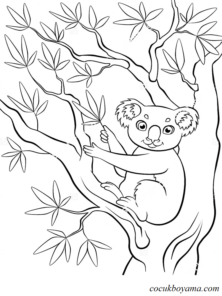 koala-8