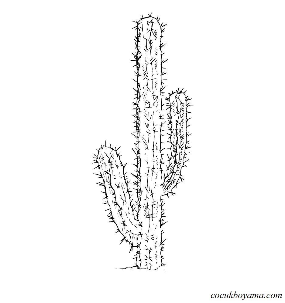 kaktus-22