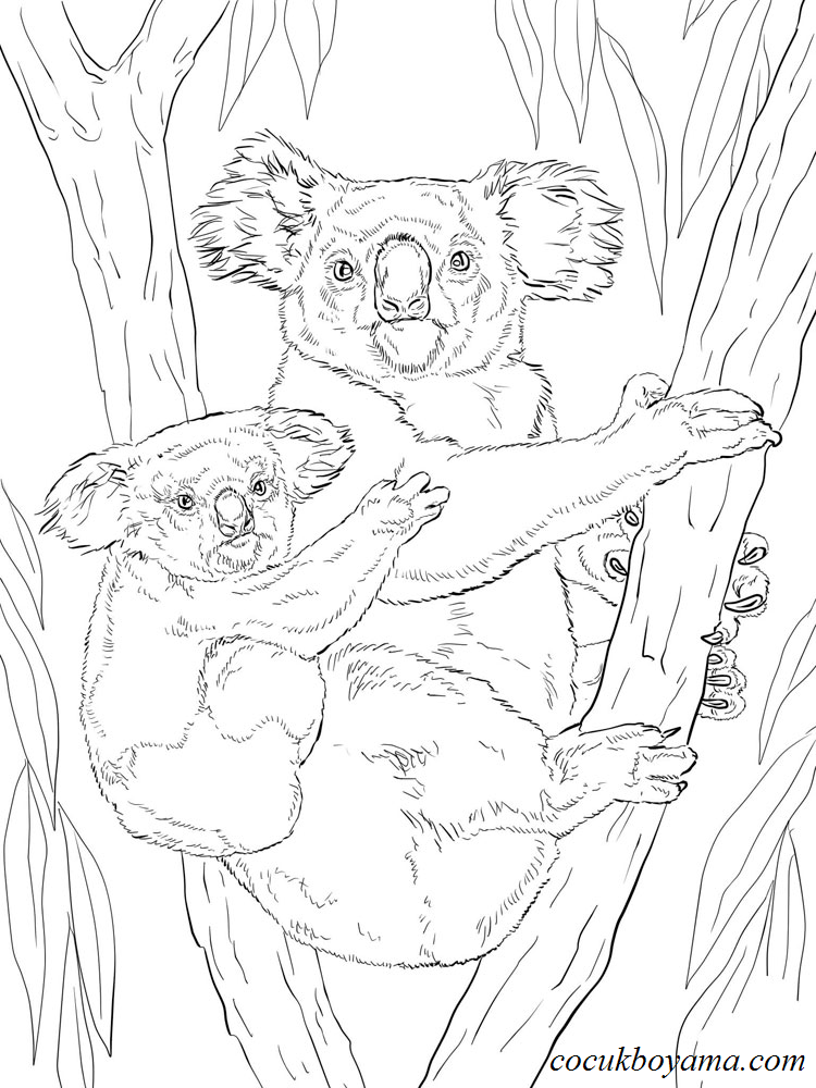 koala-9