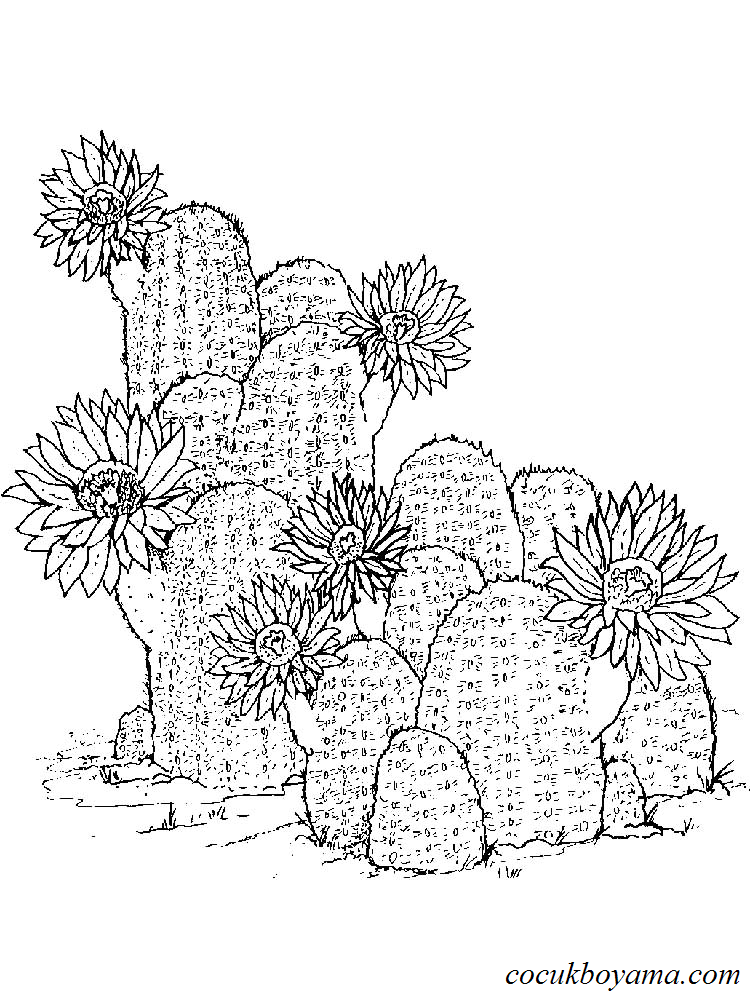 kaktus-7