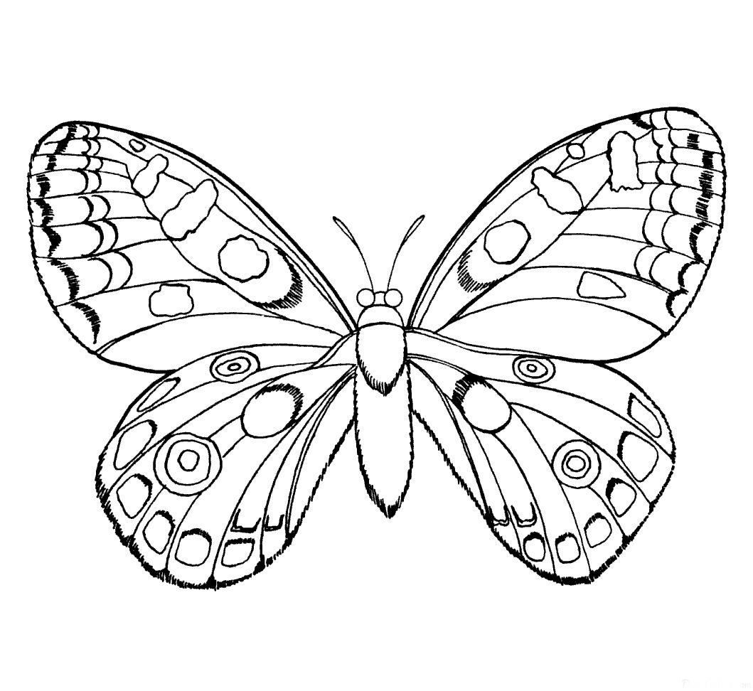 kelebekler-1