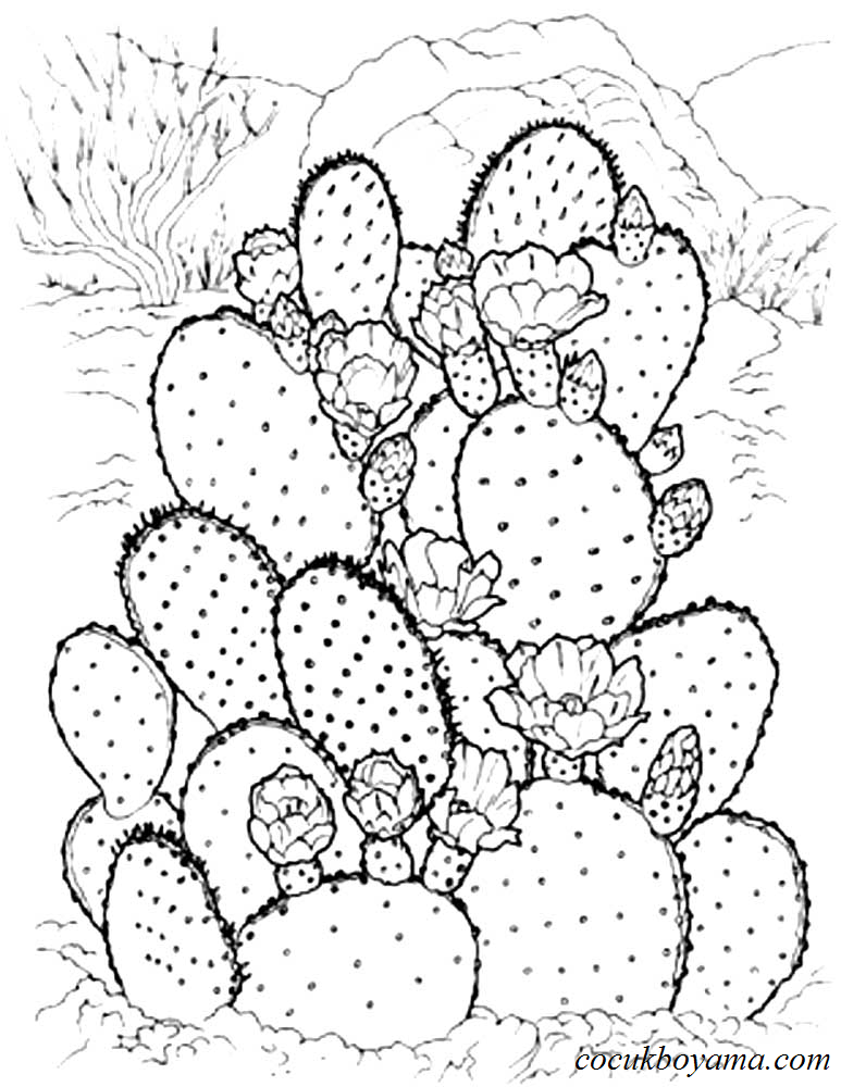 kaktus-40