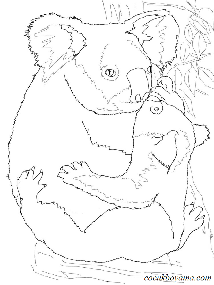 koala-10